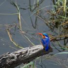 Malachit-Kingfisher