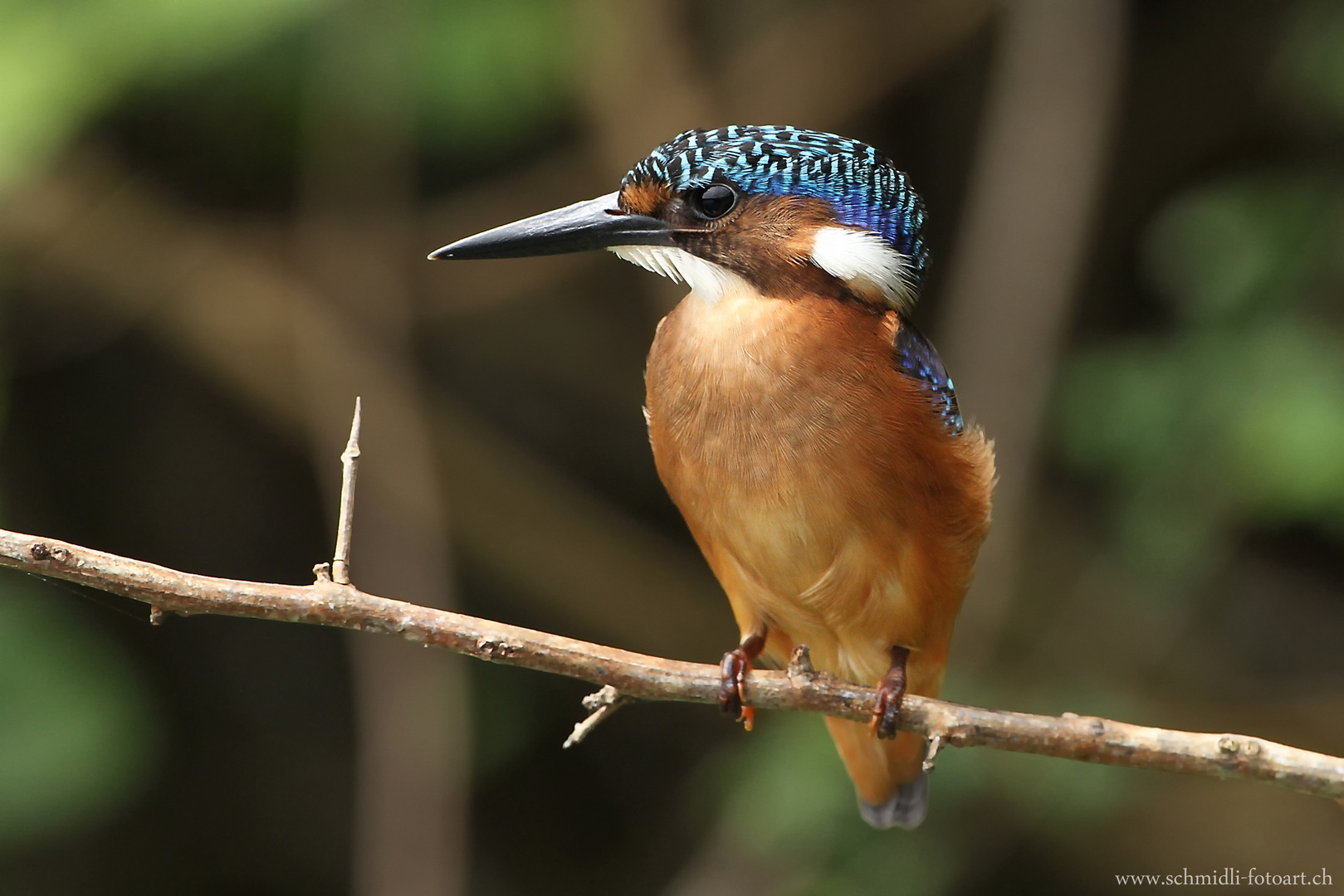 Malachit Kingfisher