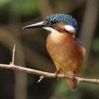 Malachit Kingfisher