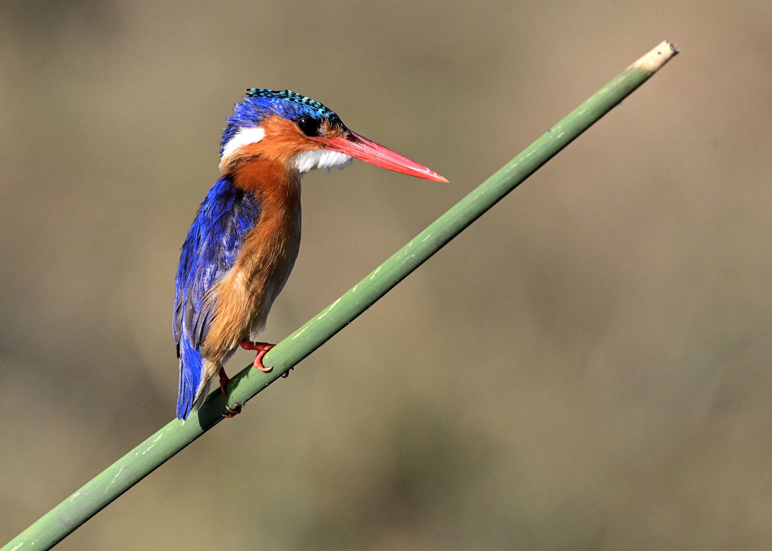 Malachit Kingfisher