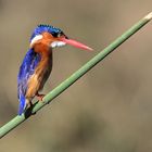 Malachit Kingfisher