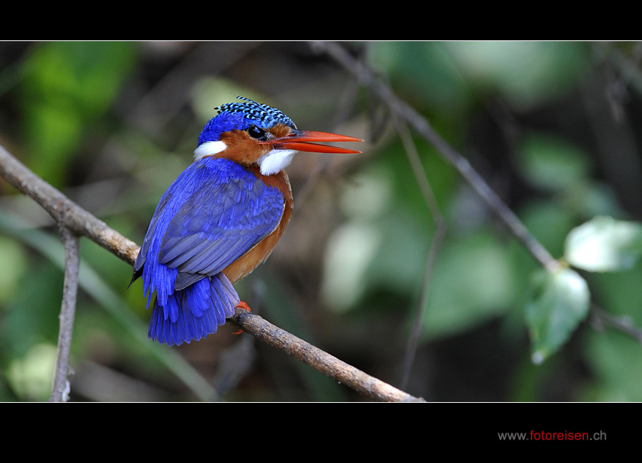 Malachit-Kingfisher