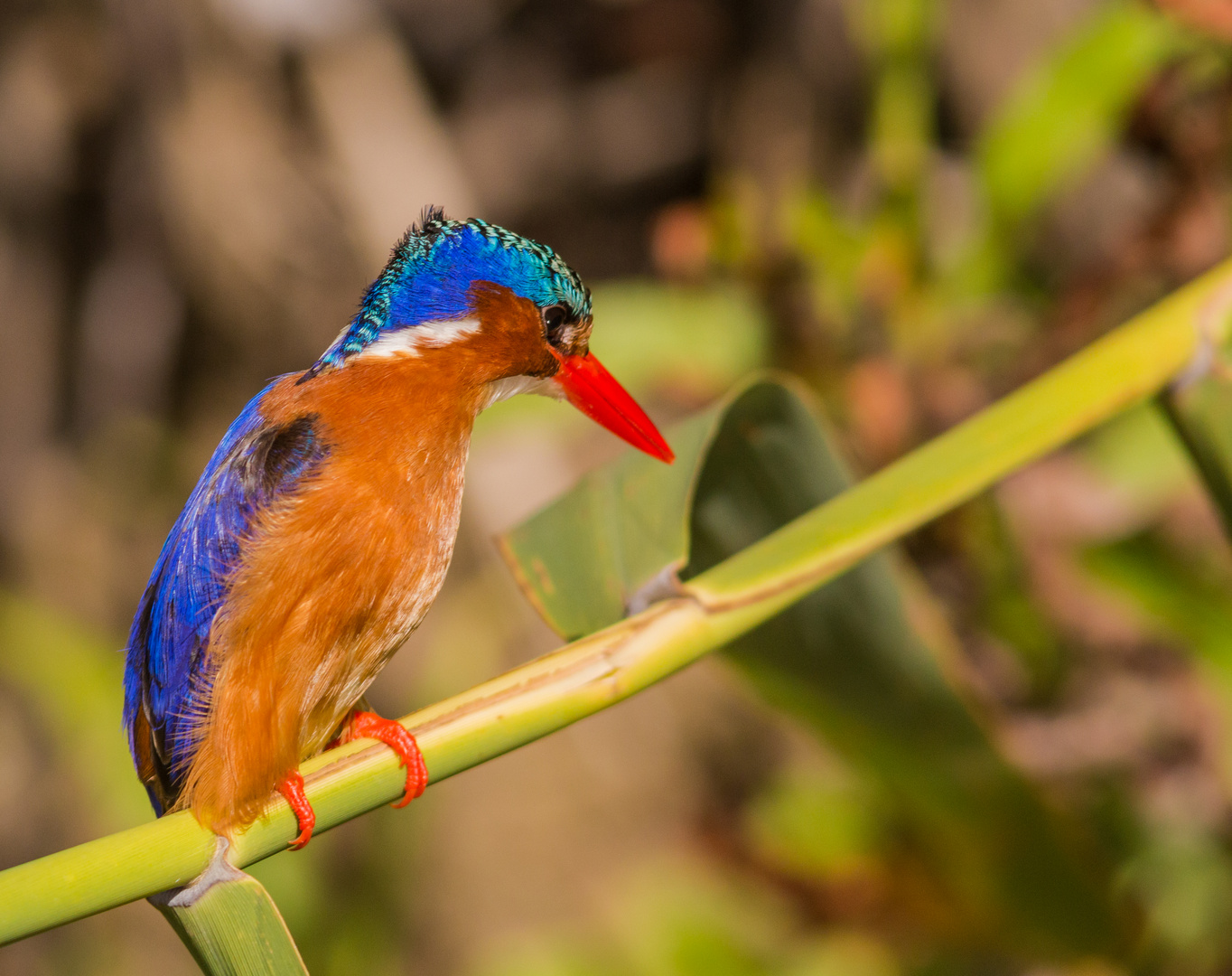 Malachit Kingfisher