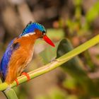 Malachit Kingfisher