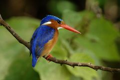 Malachit-Kingfisher