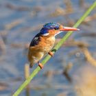 Malachit KIngfisher