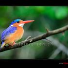 Malachit Kingfisher