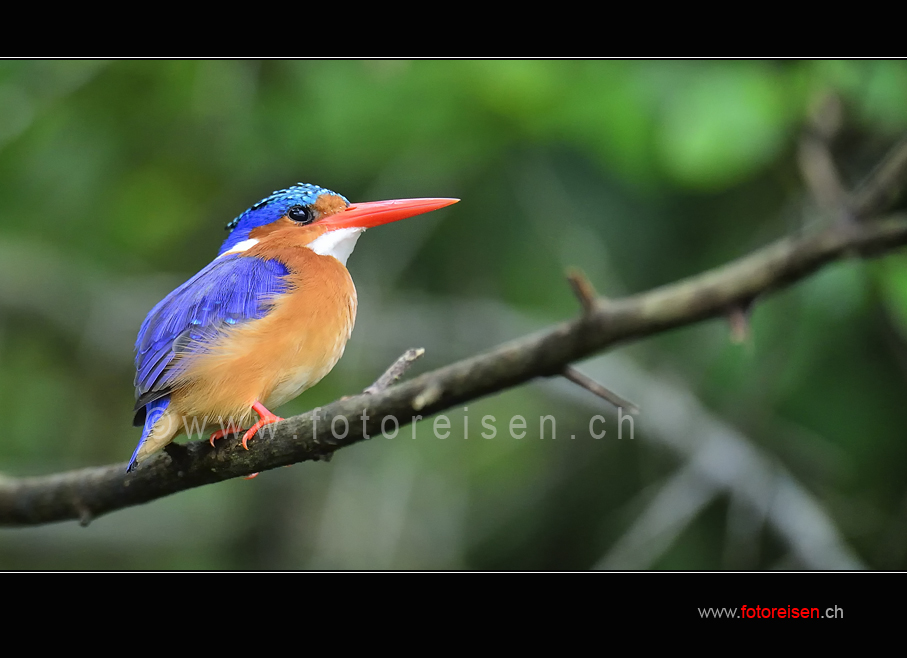 Malachit Kingfisher