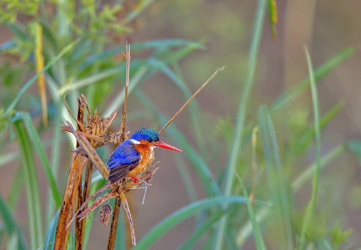 Malachit Kingfisher