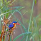 Malachit Kingfisher