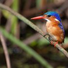 Malachit Kingfisher