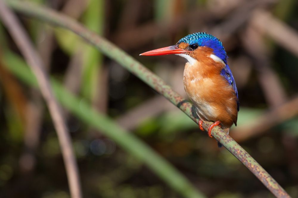 Malachit Kingfisher