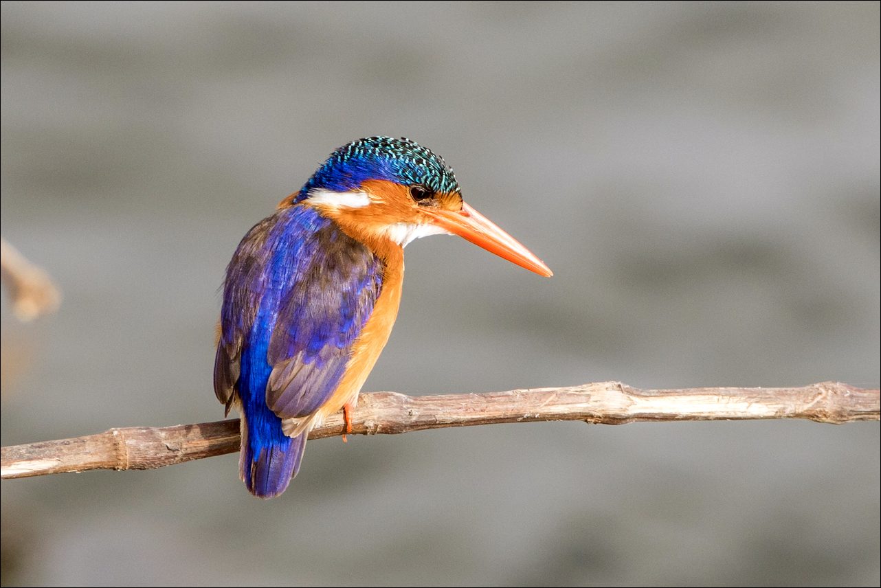 Malachit-Kingfisher