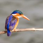 Malachit-Kingfisher