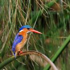 Malachit Kingfisher