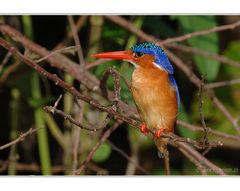 Malachit-Kingfisher