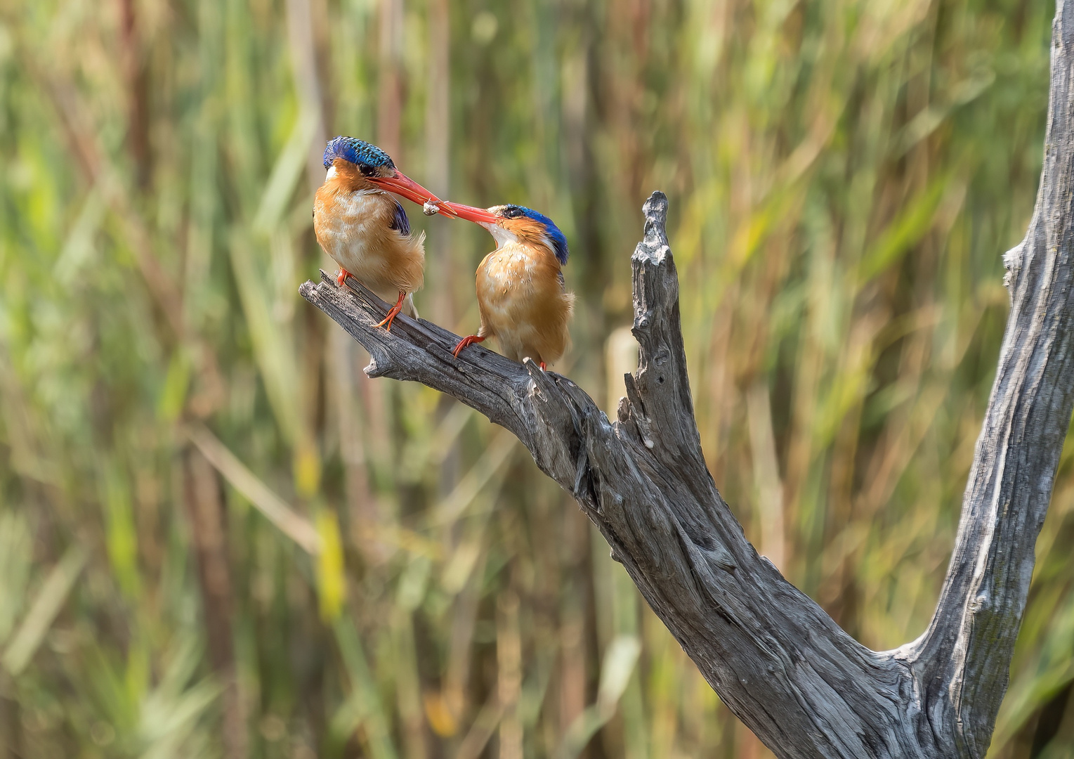 Malachit kingfisher - Haubenzwergfischer