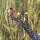 Malachit kingfisher - Haubenzwergfischer