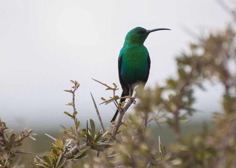 Malachit-Nektarvogel (Nectarinia famosa)