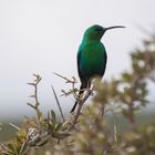 Malachit-Nektarvogel (Nectarinia famosa)