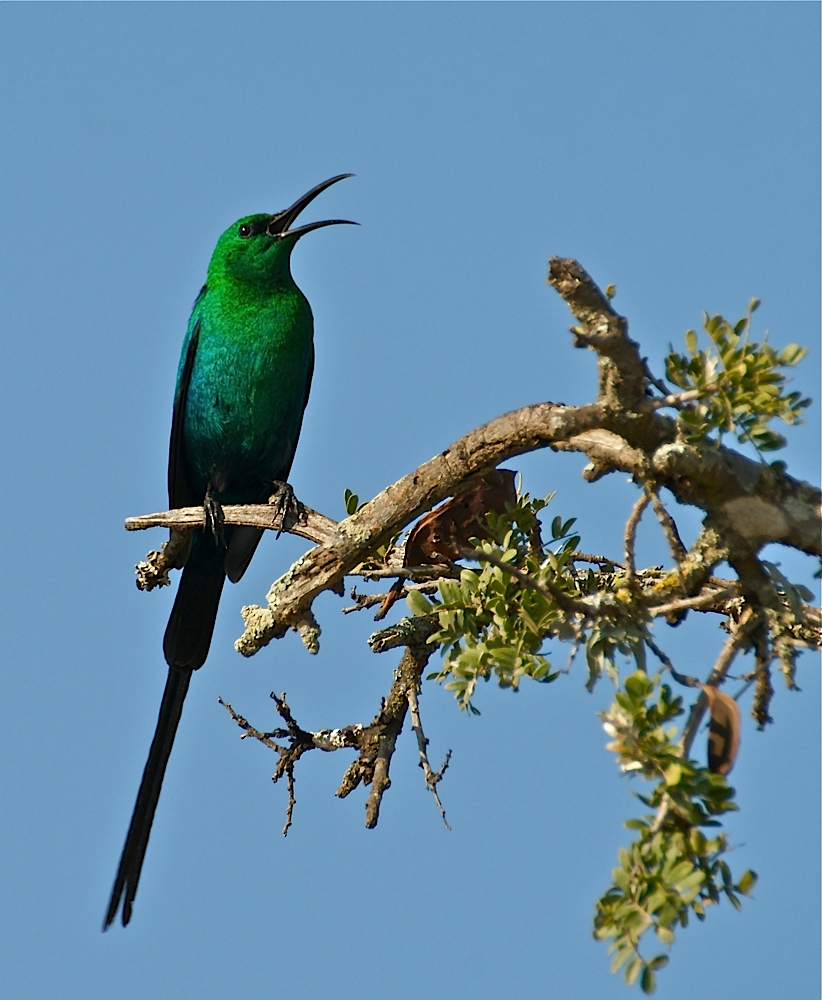 Malachit-Nektarvogel (Nectarinia famosa)