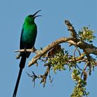 Malachit-Nektarvogel (Nectarinia famosa)