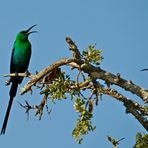 Malachit-Nektarvogel (Nectarinia famosa) Pärchen