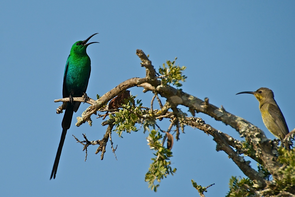 Malachit-Nektarvogel (Nectarinia famosa) Pärchen