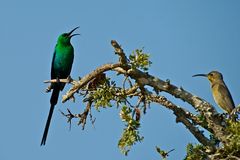 Malachit-Nektarvogel (Nectarinia famosa) Pärchen