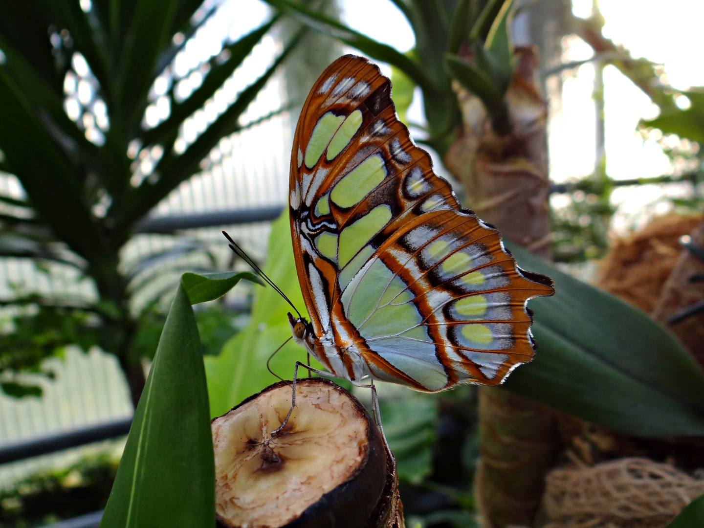 Malachit Schmetterling