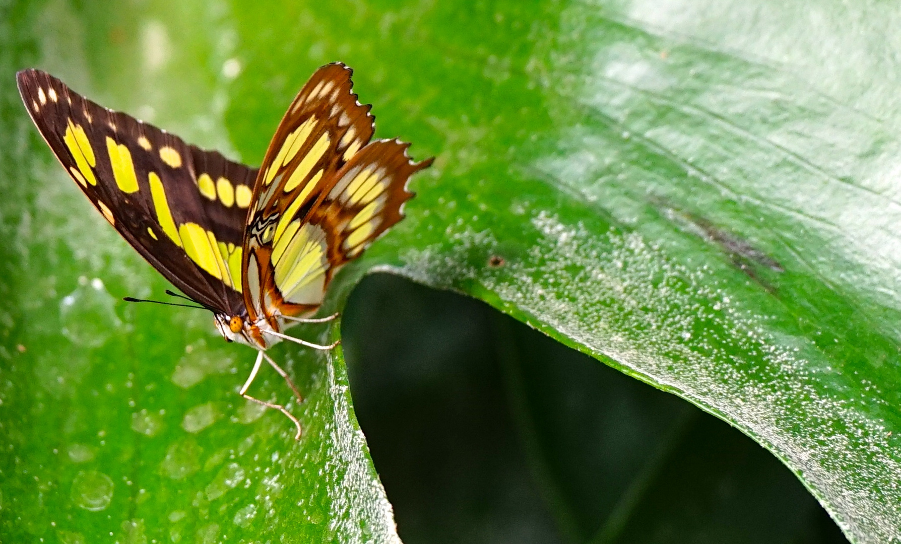 Malachit Schmetterling