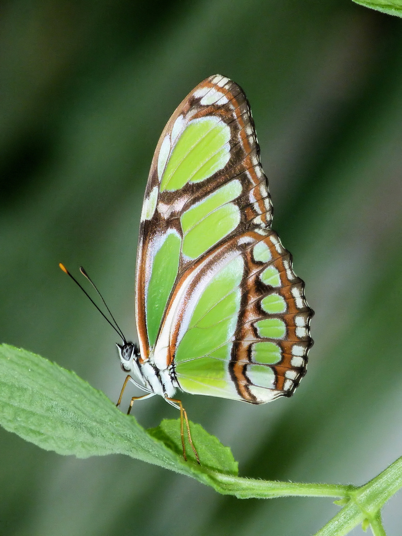 Malachit Schmetterling