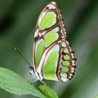 Malachit Schmetterling