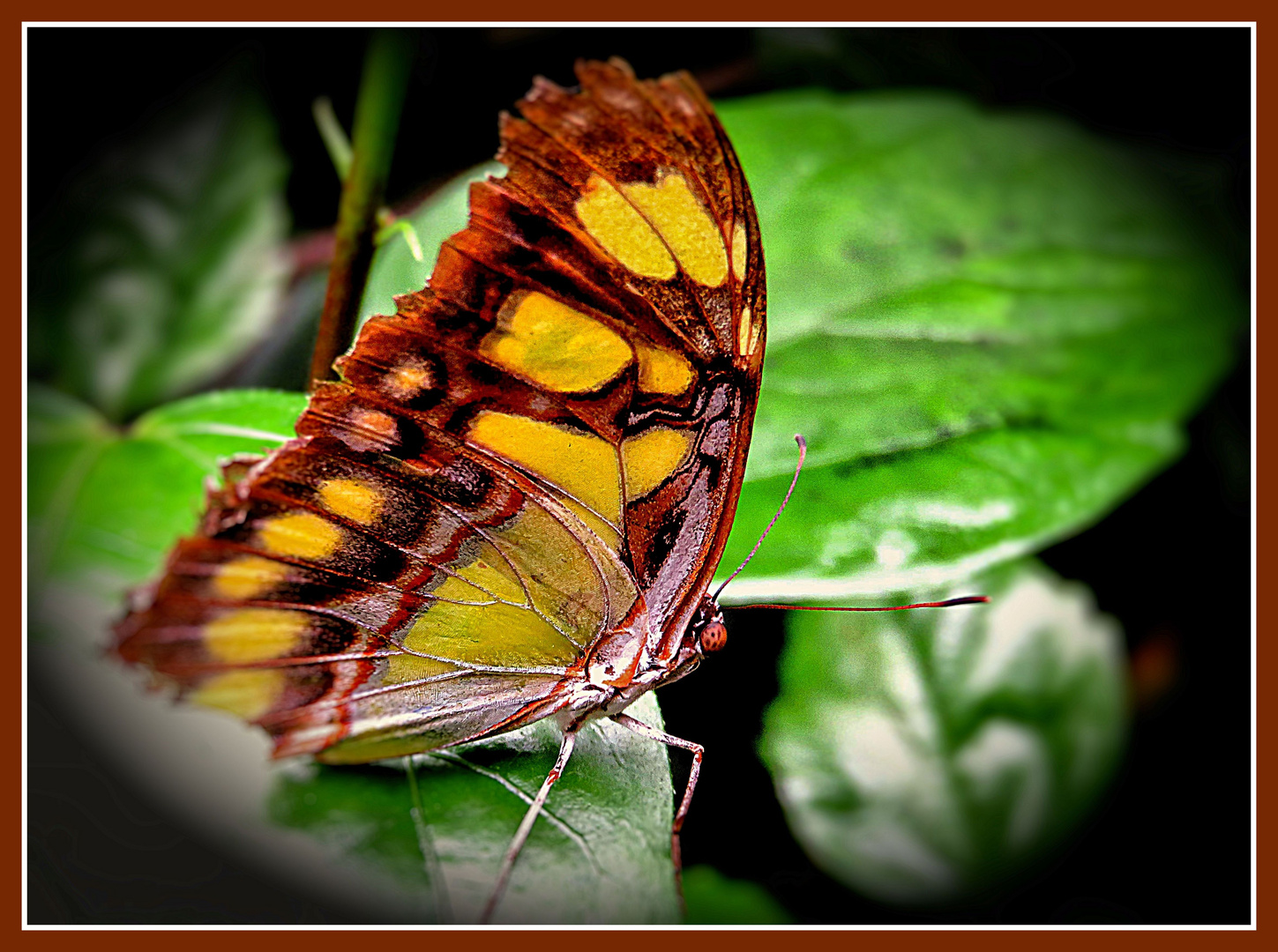 Malachit-Schmetterling (Jani)