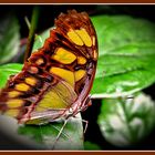 Malachit-Schmetterling (Jani)