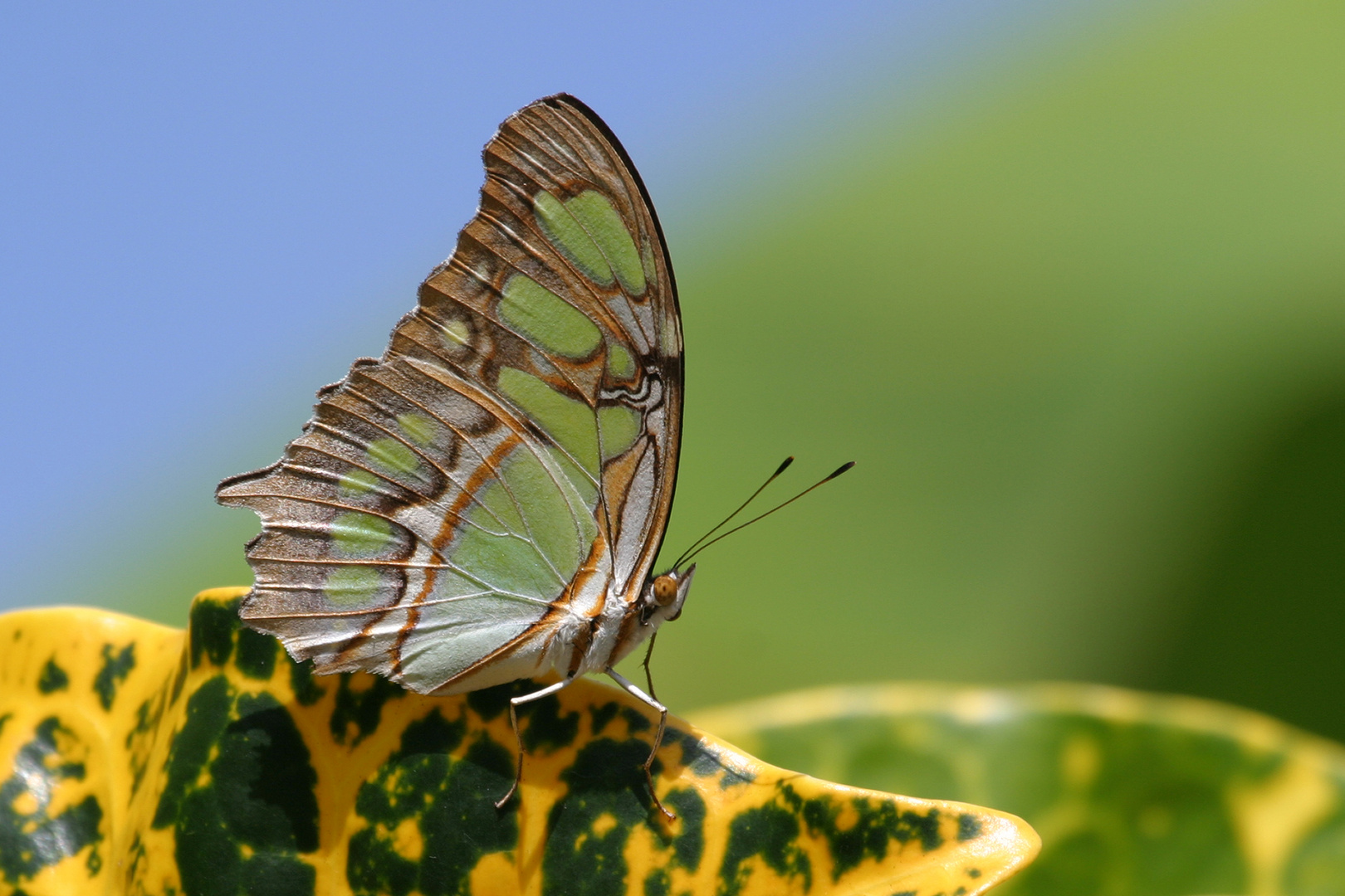 Malachit (Siproeta stelenes biplagiata)