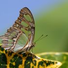 Malachit (Siproeta stelenes biplagiata)