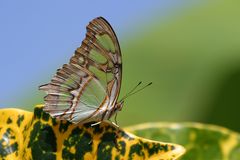 Malachit (Siproeta stelenes biplagiata)