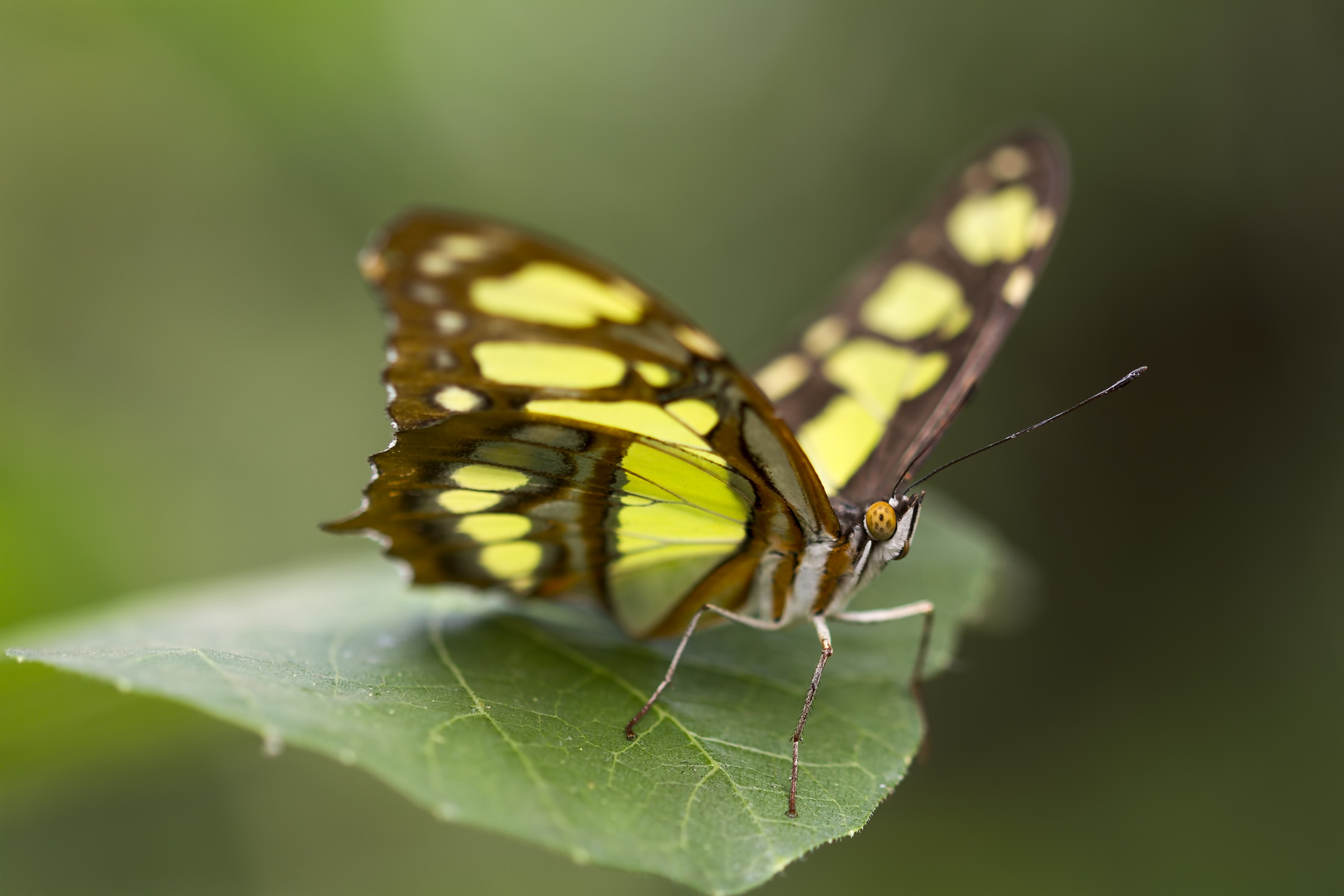 Malachit (siproeta stelenes)