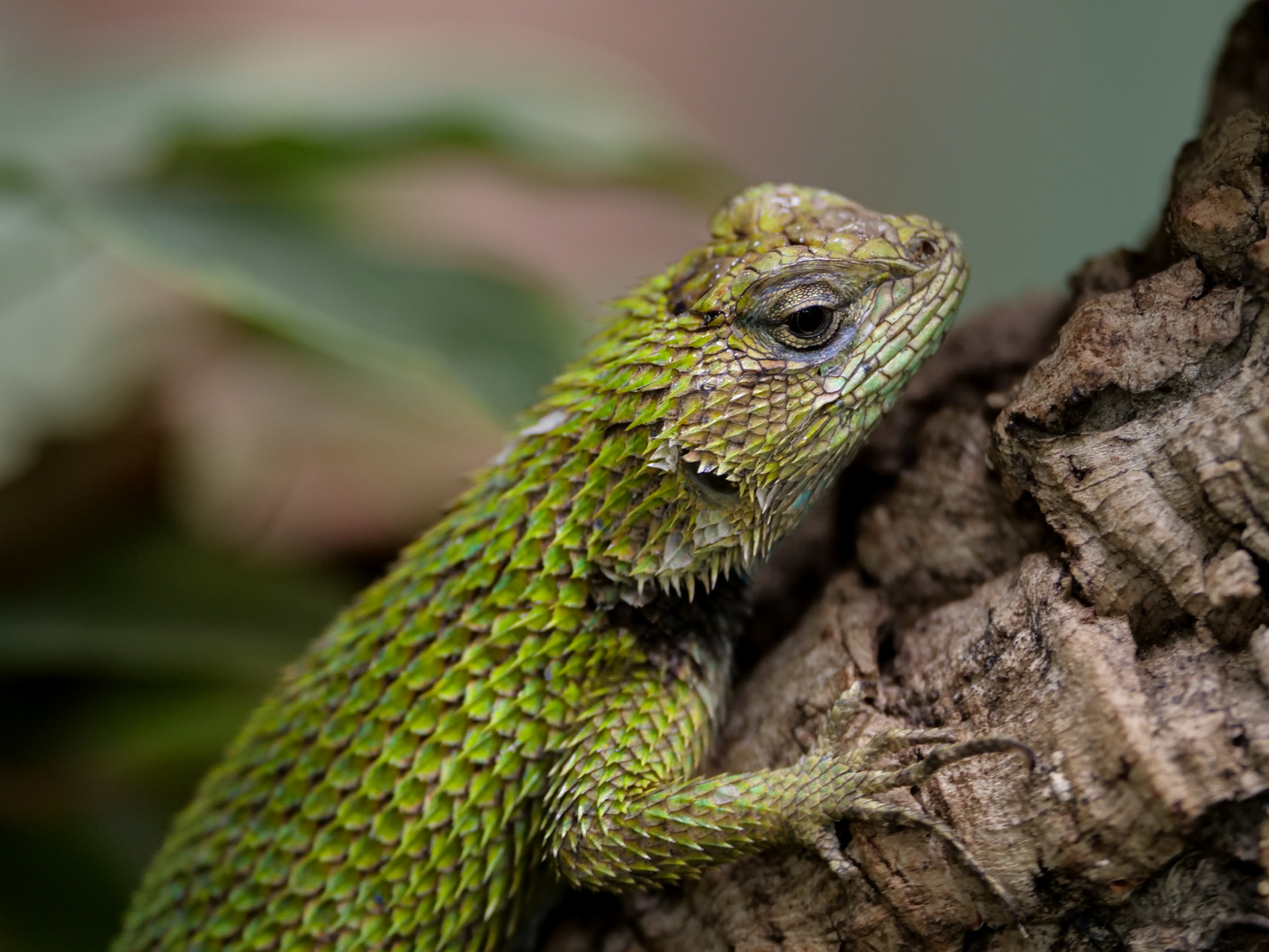 MalachitStachelleguan Foto & Bild natur, zoo, tiere Bilder auf