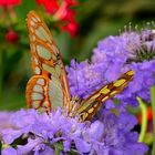 Malachite Butterfly