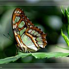 Malachite.