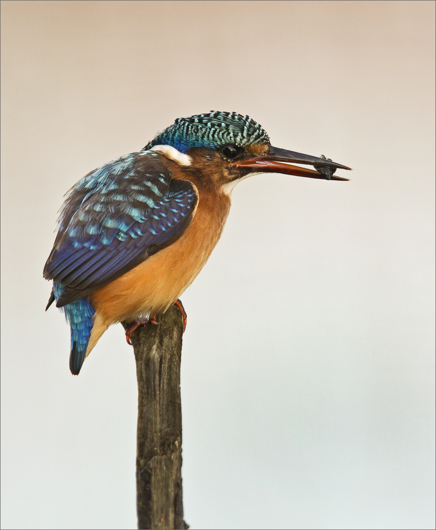 Malachite king fisher