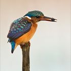 Malachite king fisher