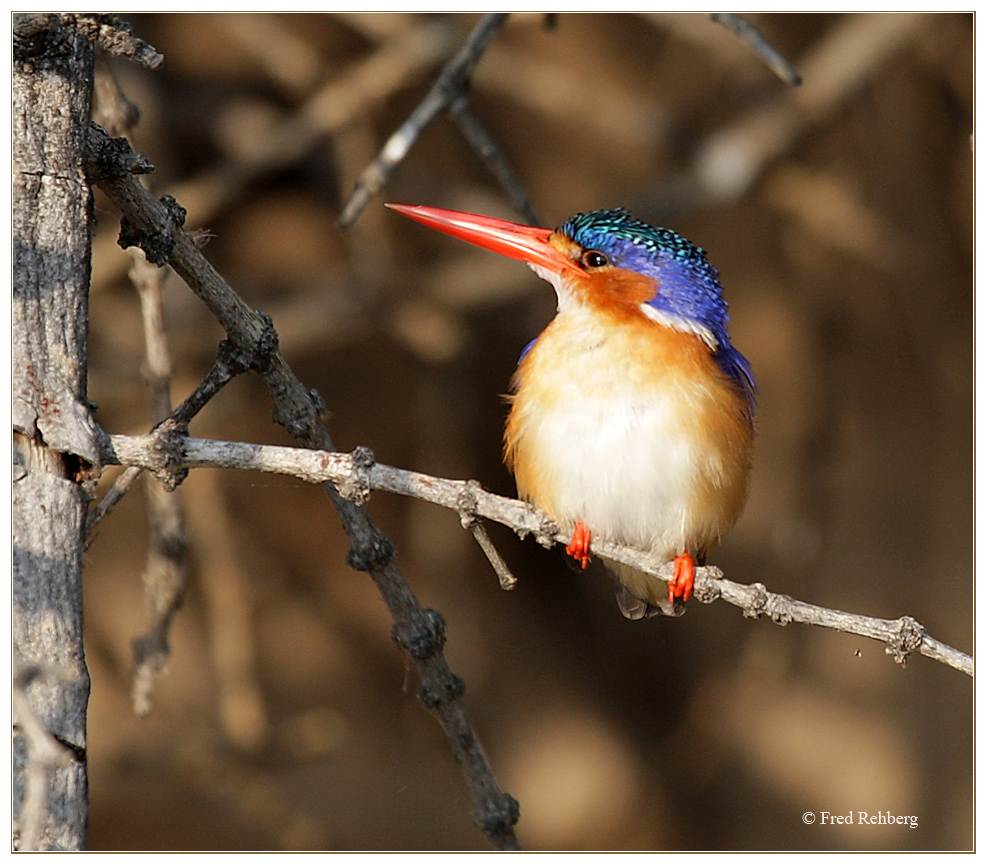 " ... Malachite King Fisher 2 "