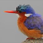 Malachite king fisher