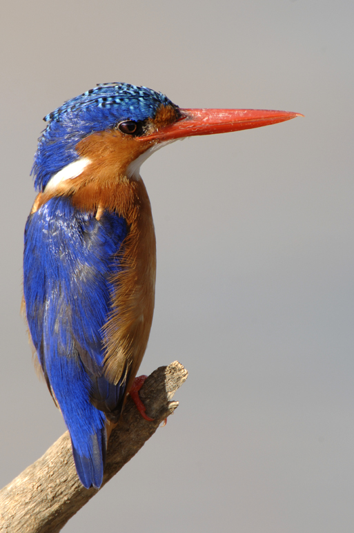 Malachite King Fisher