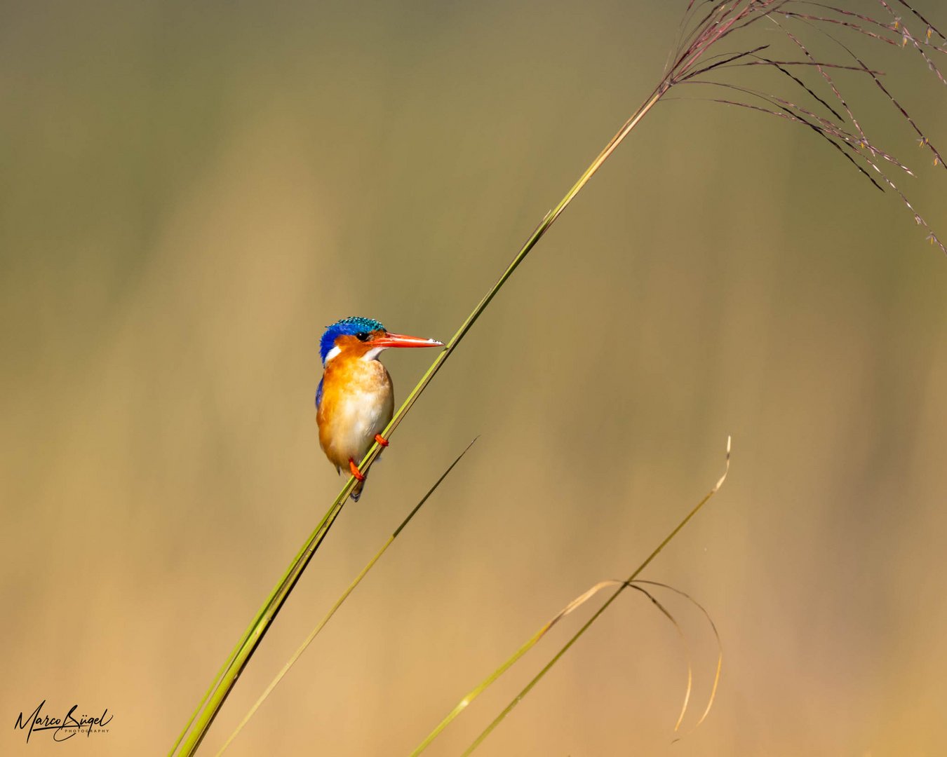 Malachite Kingfisher