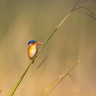 Malachite Kingfisher