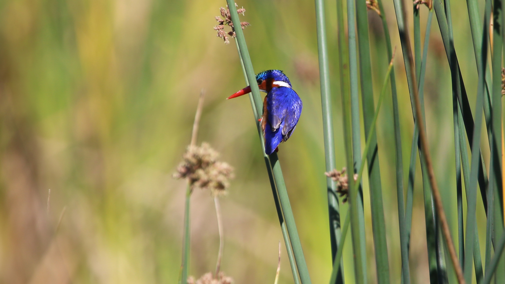 Malachite kingfisher